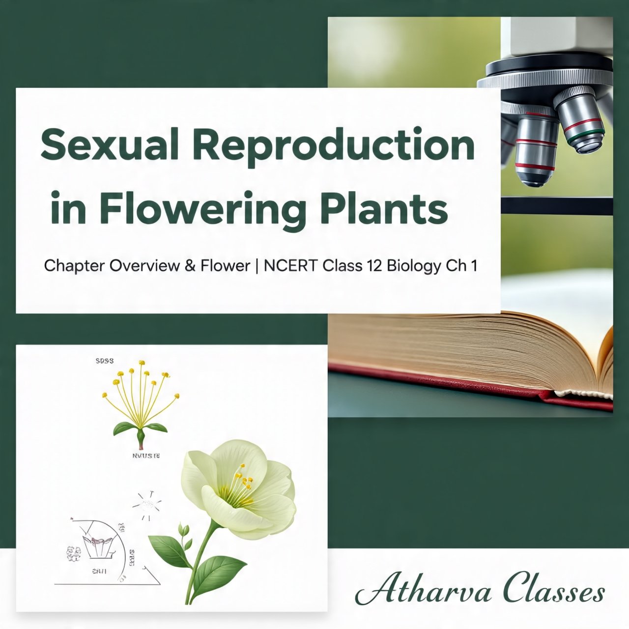 Sexual Reproduction in Flowering Plants - Chapter Overview & Flower | Class 12 Biology Chapter 1